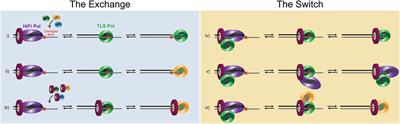 Beyond the Lesion: Back to High Fidelity DNA Synthesis